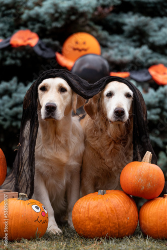 Ritratto coppia di cani con zucche photo