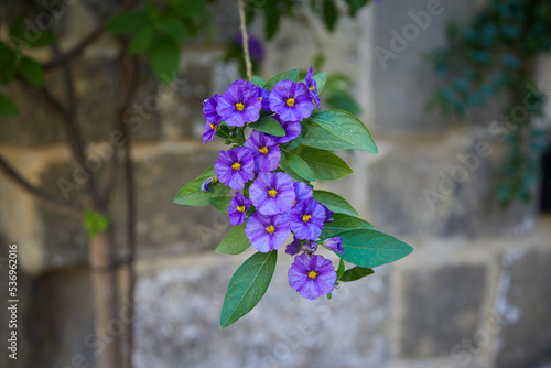 flor, lila, violeta, naturaleza photo