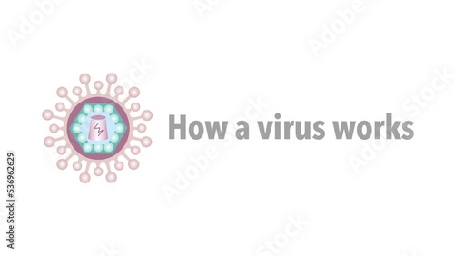 How a virus works and attacks the human immune system