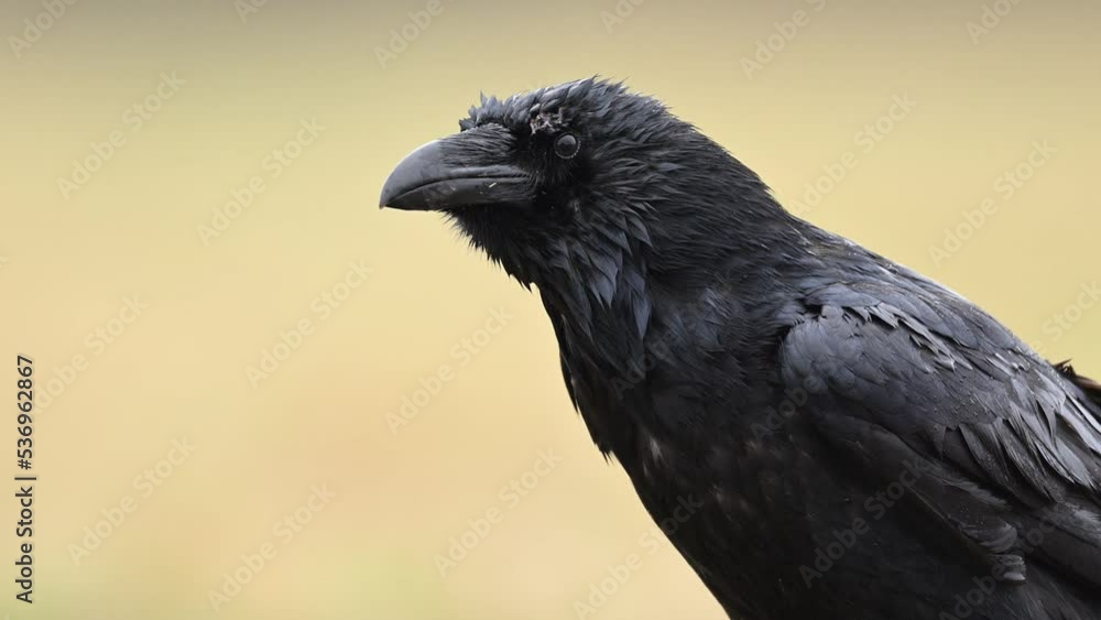 Raven ( Corvus corax ) bird  close up 