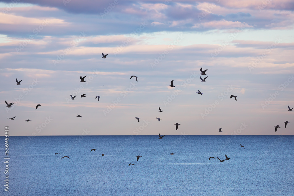 Flying birds, seagull flock soar above sea waves and searching for fish Flying birds, seagull flock soar above sea waves and searching for fish