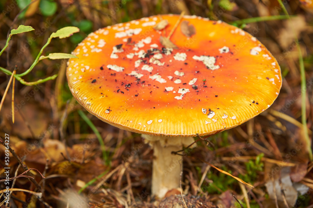 muchomor czerwony , Amanita muscaria , grzyb , las muchomor czerwony , Amanita muscaria , grzyb , las