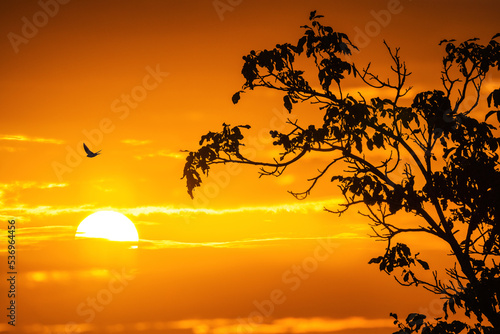 Flying bird and sunrise with warm sun behind dark clouds and tree silhouette