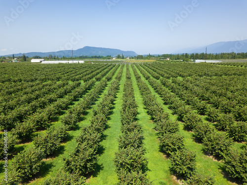 Drone view of a plantation of walnut trees on a sunny day. Hazelnut tree plantation, drone view