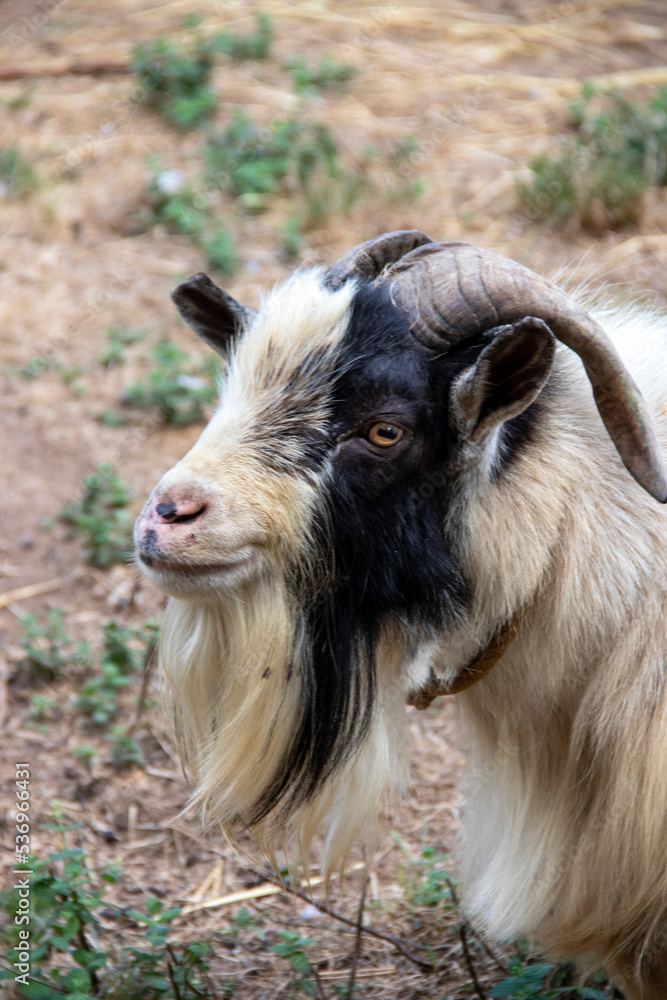 Chèvre naine en portrait