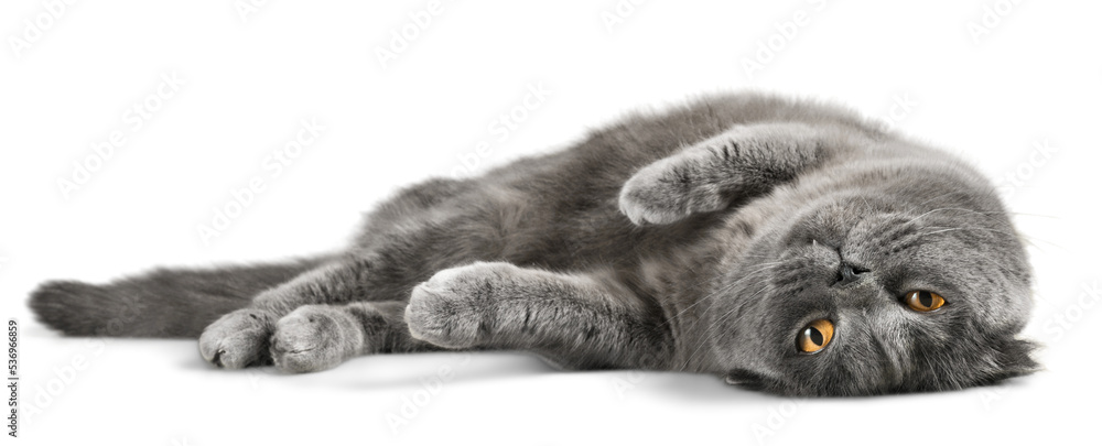 British Shorthair Cat Lying Down on the Ground - obrazy, fototapety, plakaty 