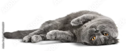 Fototapeta na wymiar British Shorthair Cat Lying Down on the Ground