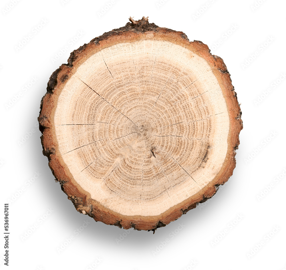 Slice of wood with bark and growth rings on the isolated white background Slice of wood with bark and growth rings on the isolated white background