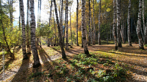 Autumn forest. Birch grove at dawn. Long shadows from the trees. Yellow-red leaves fall to the ground. Green grass grows. A camping place with benches  tables and areas for tents. Mountain trail