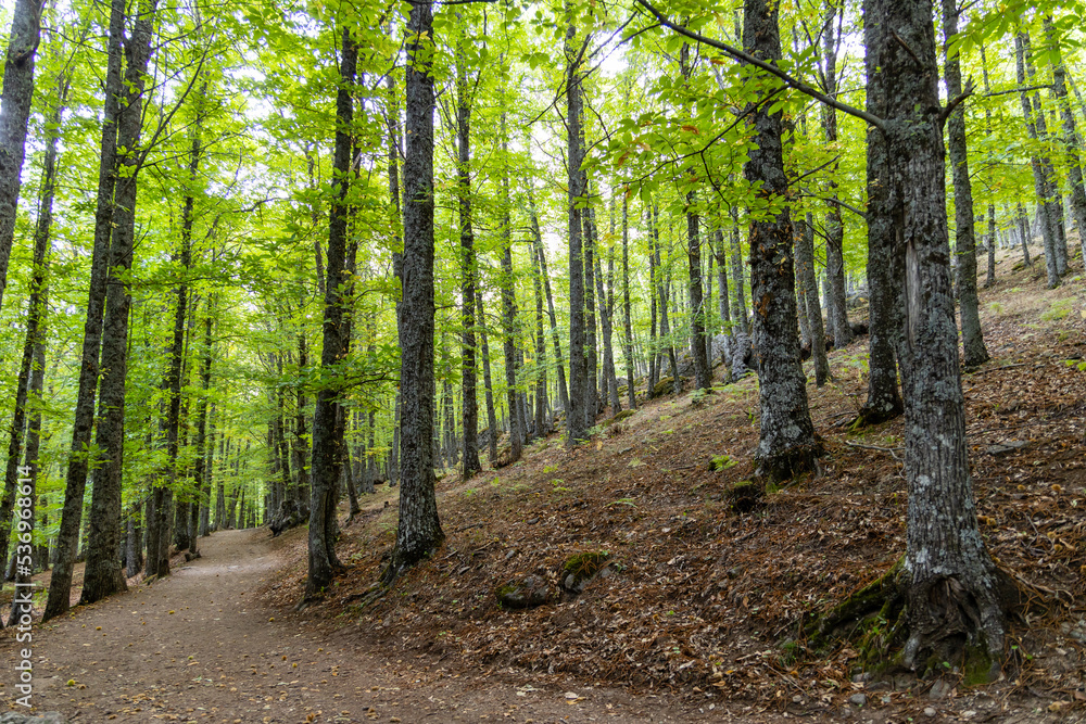 Chestnut forest in the Castañar El Tiemblo. Ávila (Spain) Chestnut forest in the Castañar El Tiemblo. Ávila (Spain)