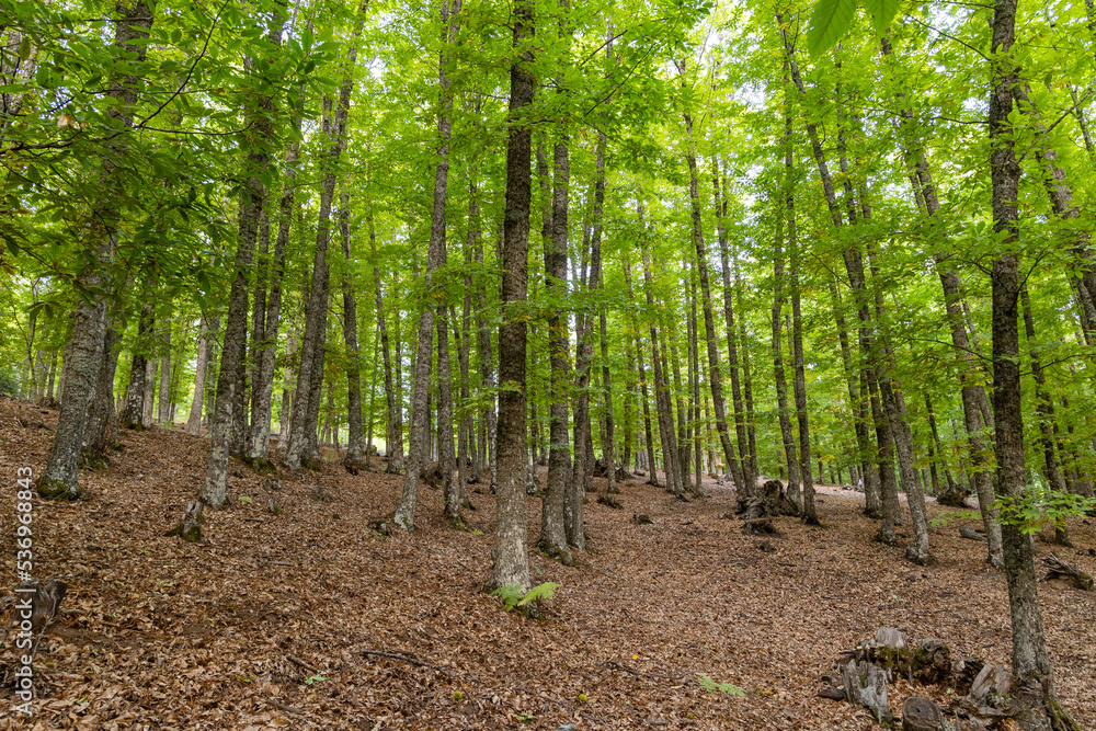 Chestnut forest in the Castañar El Tiemblo. Ávila (Spain) Chestnut forest in the Castañar El Tiemblo. Ávila (Spain)