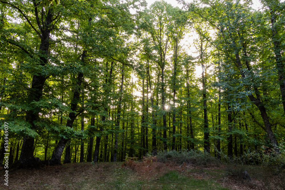Chestnut forest in the Castañar El Tiemblo. Ávila (Spain) Chestnut forest in the Castañar El Tiemblo. Ávila (Spain)