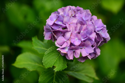 梅雨の花 見事に咲いた紫陽花