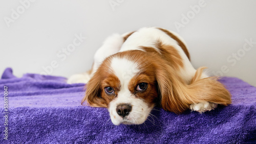 Canvas-taulu The cavalier Charles King Spaniel dog is lying on the table waiting for the game