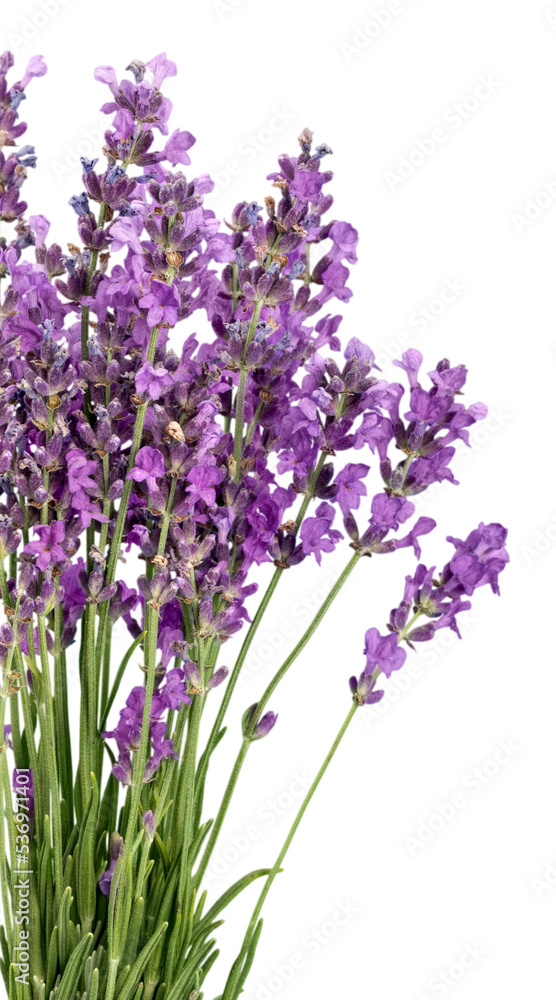 Lavender flowers isolated on white background