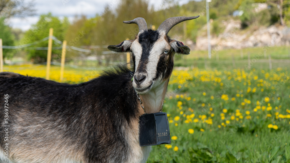 Obraz premium goat on the grass