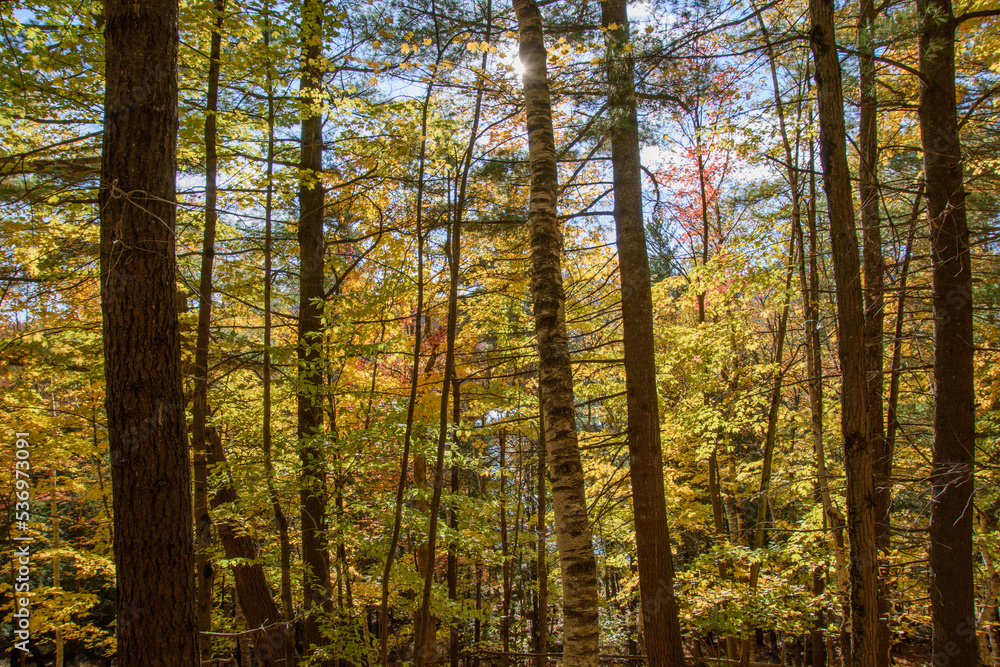 Magnificent autumn landscapes in the Canadian forest in the province of Quebec Magnificent autumn landscapes in the Canadian forest in the province of Quebec