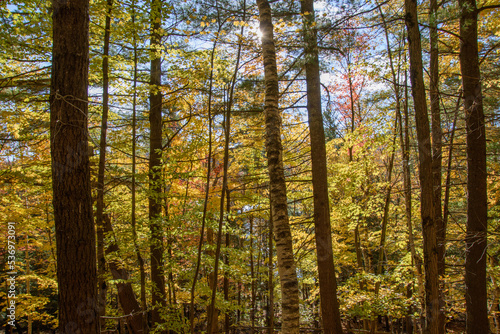 Magnificent autumn landscapes in the Canadian forest in the province of Quebec © Gilles Rivest