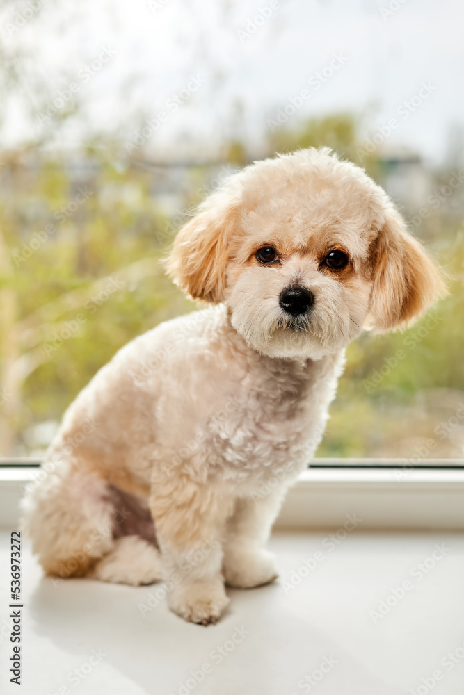 A portrait of beige Maltipoo puppy sitting on the windowsill against the background of the window. Adorable Maltese and Poodle mix Puppy A portrait of beige Maltipoo puppy sitting on the windowsill against the background of the window. Adorable Maltese and Poodle mix Puppy