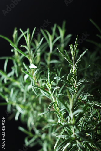 Rosemary bush in low key 