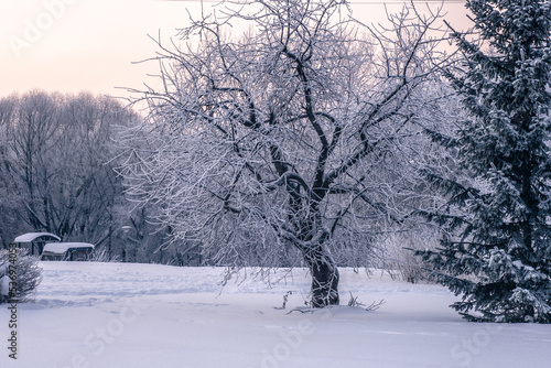 Snowy winter. Heavy snowfall in Moscow. Christmas trees in the snow