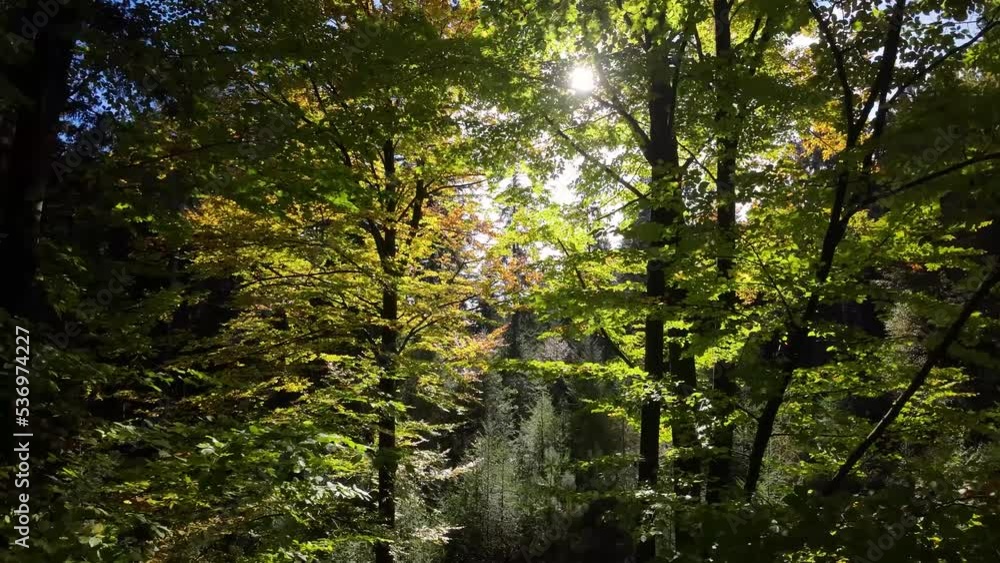Slow camera flight through yellow shining leaves in the treetops in autumnal beech forest towards the sun Slow camera flight through yellow shining leaves in the treetops in autumnal beech forest towards the sun