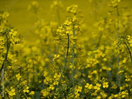 close-up of rapeseed field © Anna