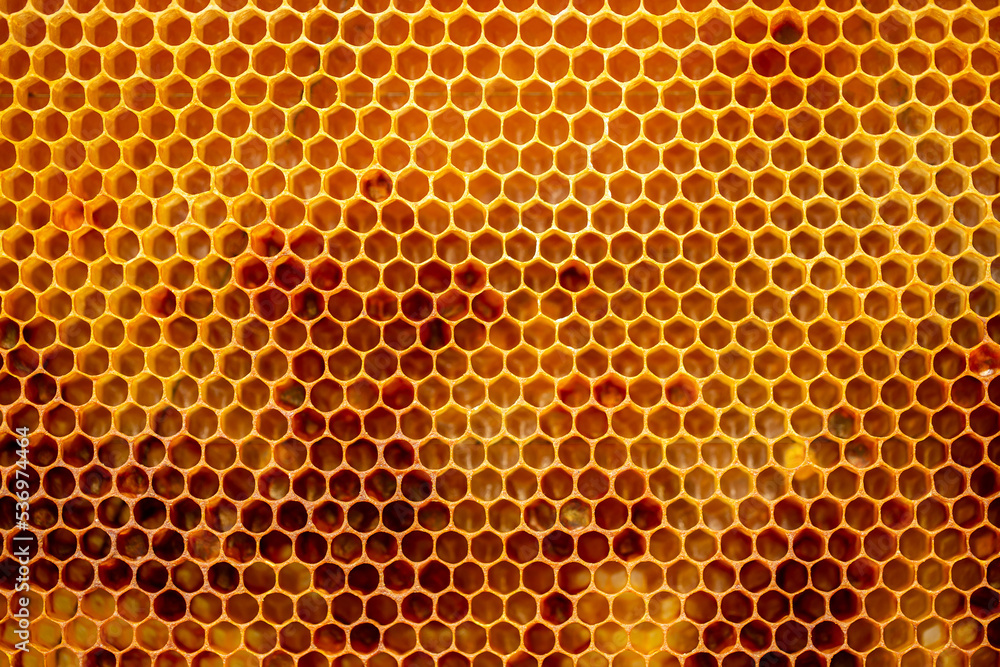 Beautiful honeycombs with honey close-up. Beekeeping, healthy food. Beautiful honeycombs with honey close-up. Beekeeping, healthy food.