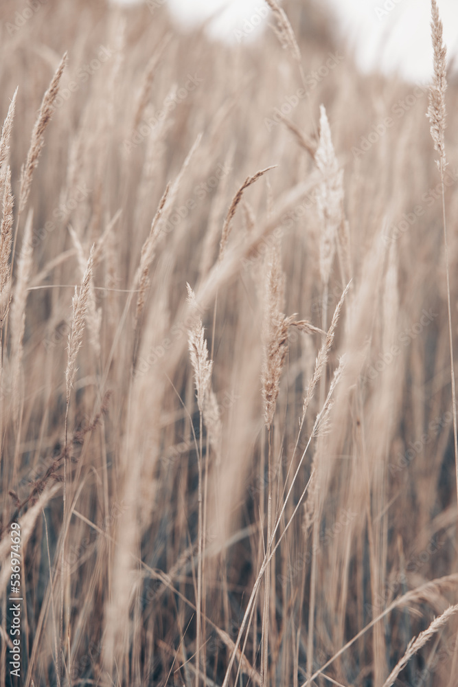 Pampas grass in autumn. Natural background. Dry beige reed. Pastel neutral colors and earth tones. Banner. Selective focus. Pampas grass in autumn. Natural background. Dry beige reed. Pastel neutral colors and earth tones. Banner. Selective focus.