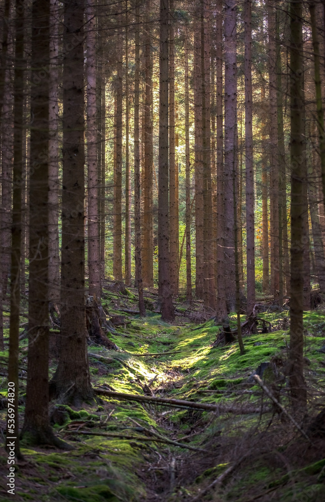 Obraz premium Tharandter Wald 