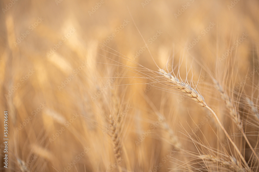 Wheat field on a sunny day. Grain farming, ears of wheat close-up. Agriculture, growing food products. Wheat field on a sunny day. Grain farming, ears of wheat close-up. Agriculture, growing food products.