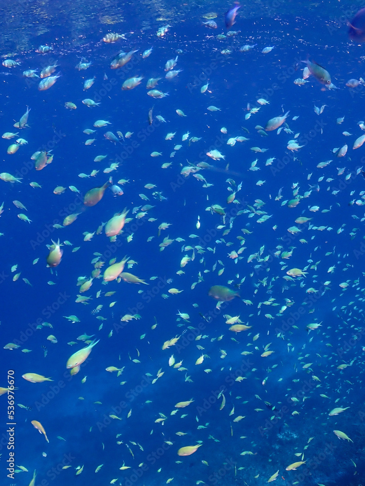 fish in the water fish in the water