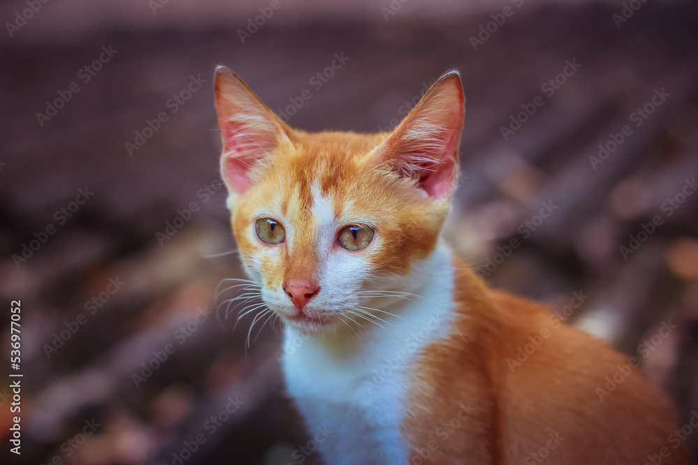 Baby Cat | Felis catus 