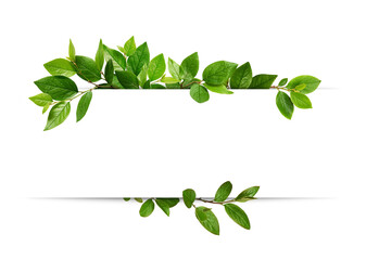 Decorative green leaves and a card with copy space isolated on white