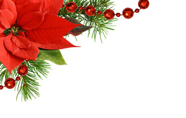 Christmas corner arrangement with pine twigs and poinsettia flowers isolated