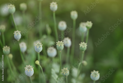 Photography Summer field with green poppy seed boxes for nature background