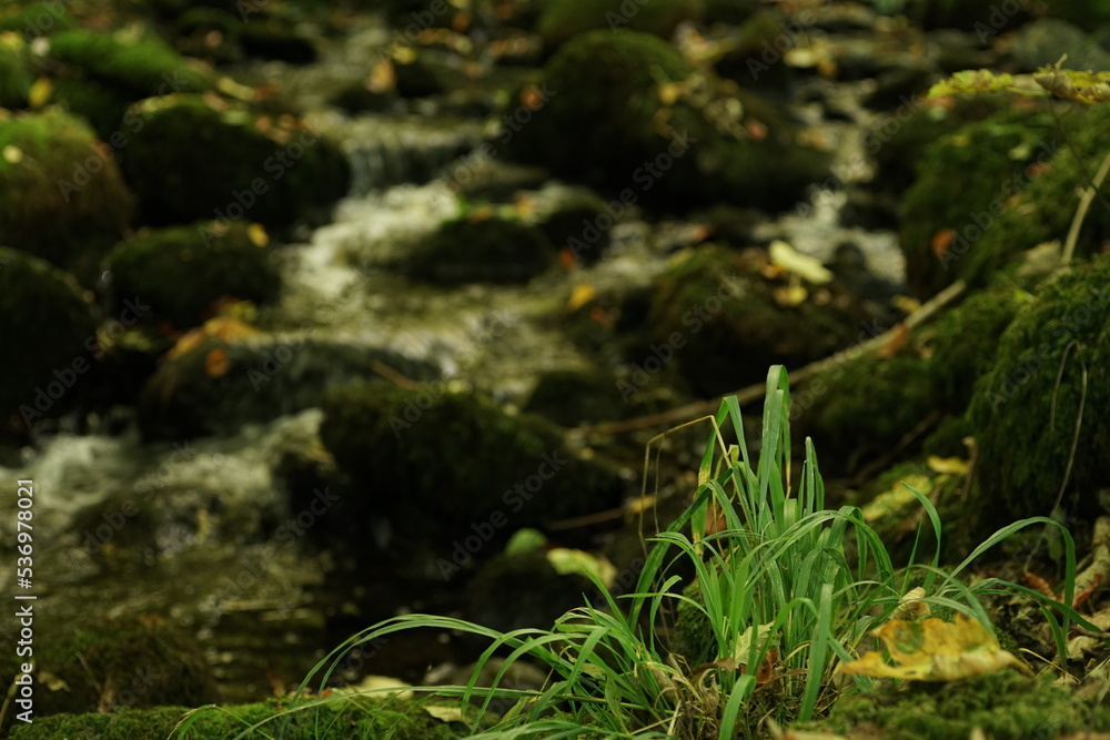 Fluss mit Laub und Blättern nach einem Fließgewässer Fluss mit Laub und Blättern nach einem Fließgewässer