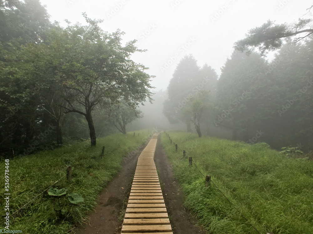 Obraz premium 丹沢登山道