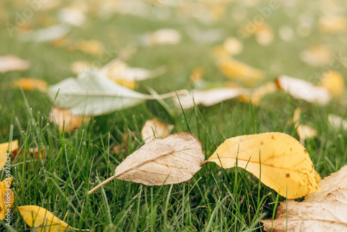 Autumn dry fallen colorful leaves. Natural background. photo