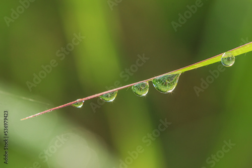 Dew drop on green leaf with nature background.