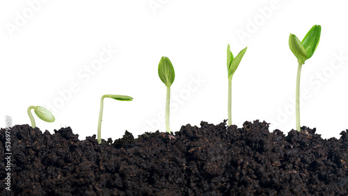 Fotografie Growth of new life on  background