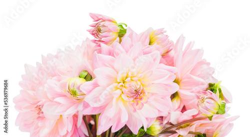 Bouquet of pink dahlias on a white background isolate © oleghz