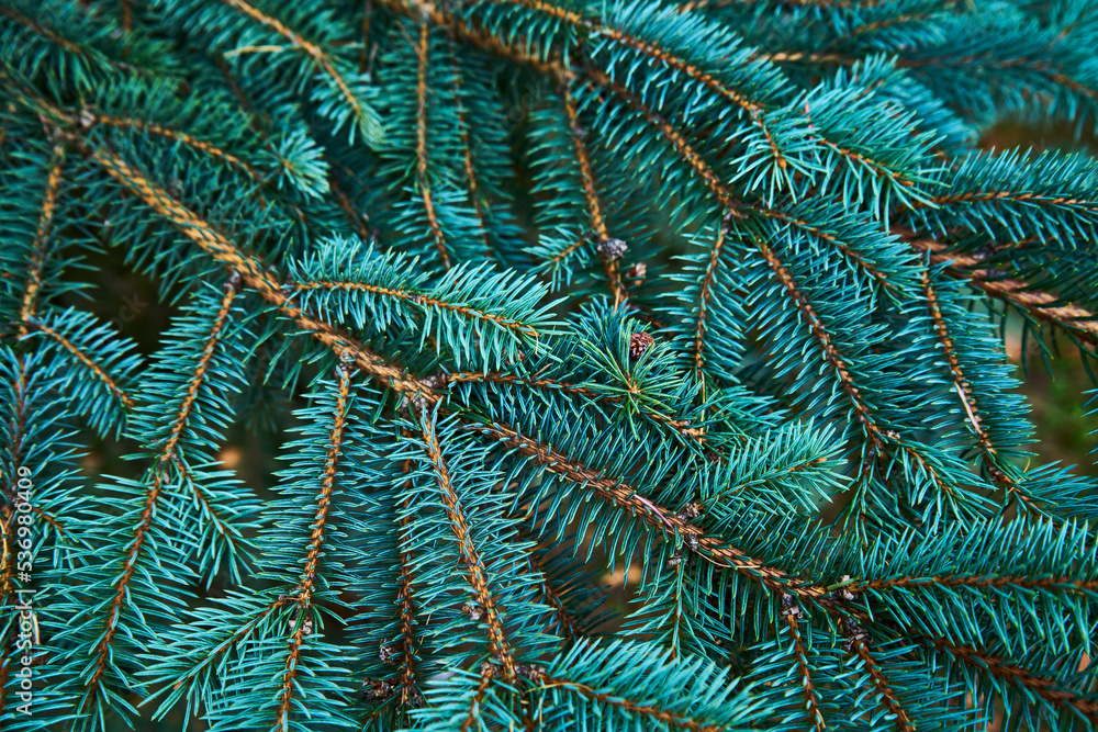 Christmas tree branch background, top view
