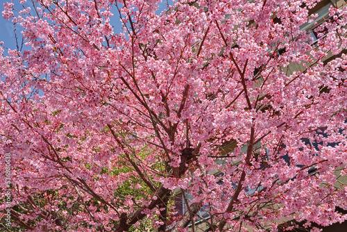 北野寮の桜