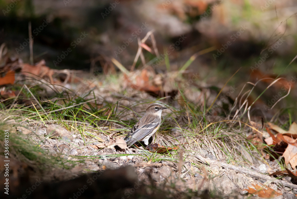 Yellow Rumped Warbler Foraging