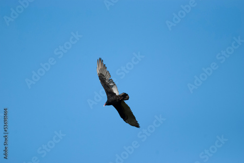 Turkey Vulture circling overhead