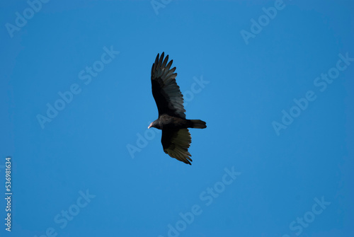 Turkey Vulture circling overhead