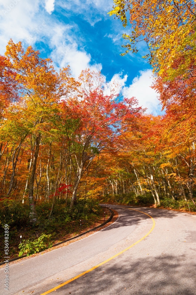 【鳥取県】赤く紅葉した11月上旬の秋の大山の車道　ドライブ	