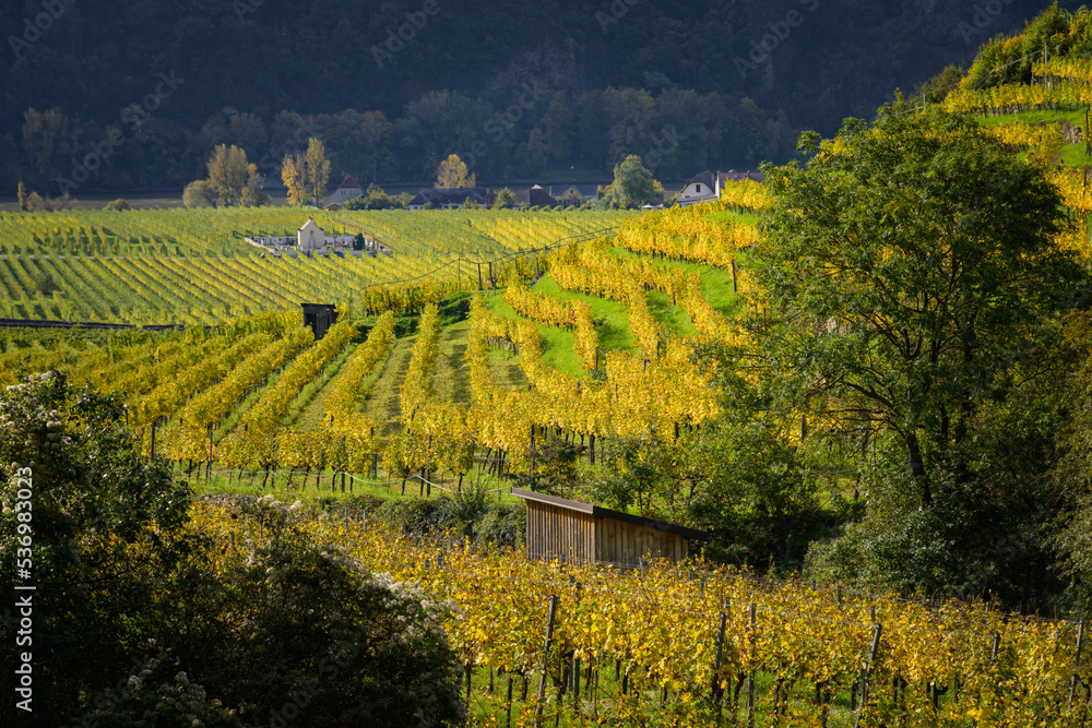 Colored Vineyards near Duernstein on a sunny day in autumn
