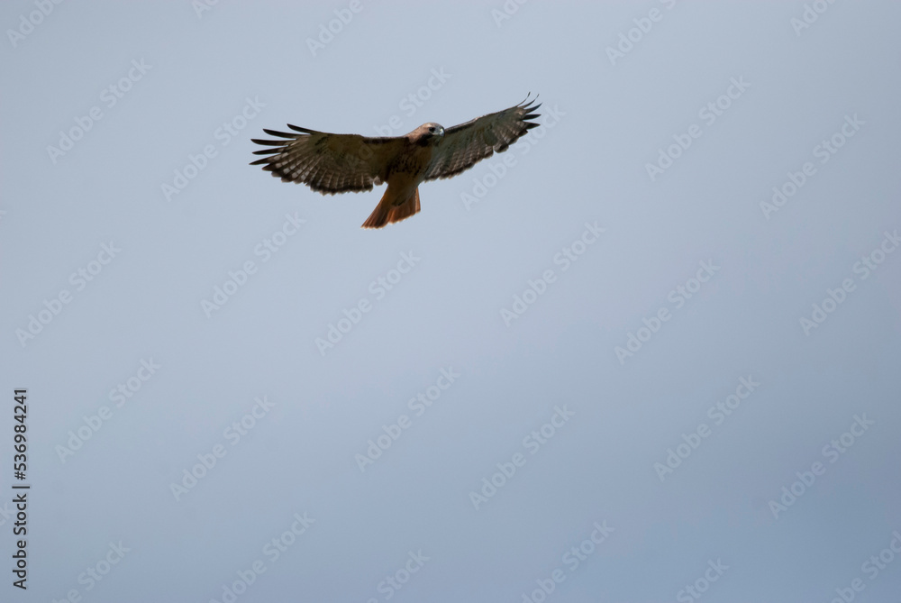 Red Tailed Hawk flying overhead Red Tailed Hawk flying overhead